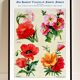 Poster featuring carnations, primroses, poppies, and purslane