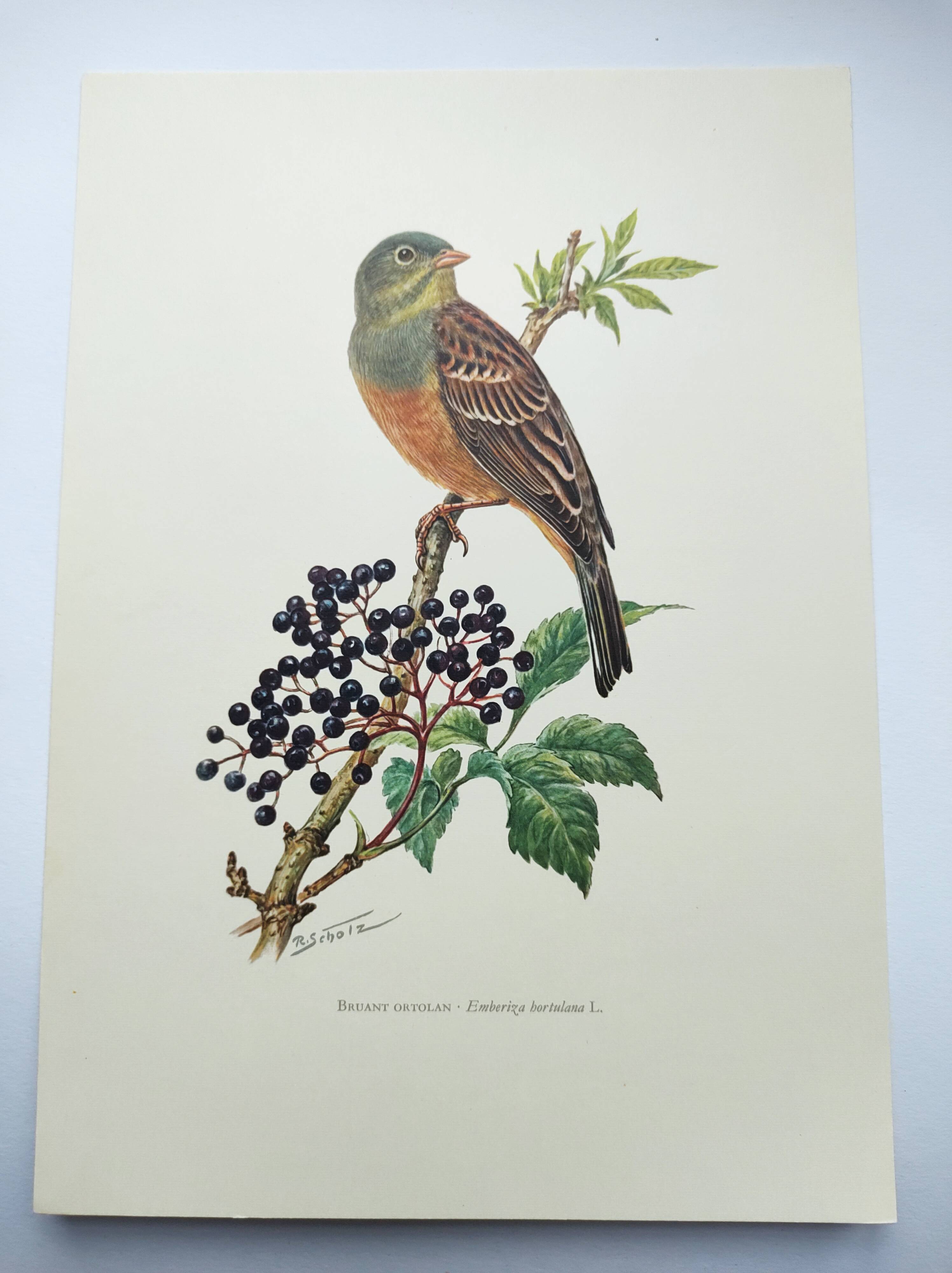 Vintage bird illustration 1960s - Ortolan Bunting - Zoological and ornithological board