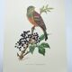 Vintage bird illustration 1960s - Ortolan Bunting - Zoological and ornithological board