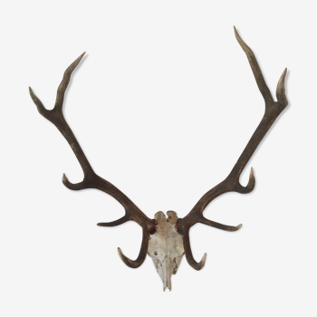 Massive hunting trophy deer antlers massacre