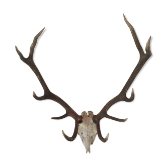 Massive hunting trophy deer antlers massacre