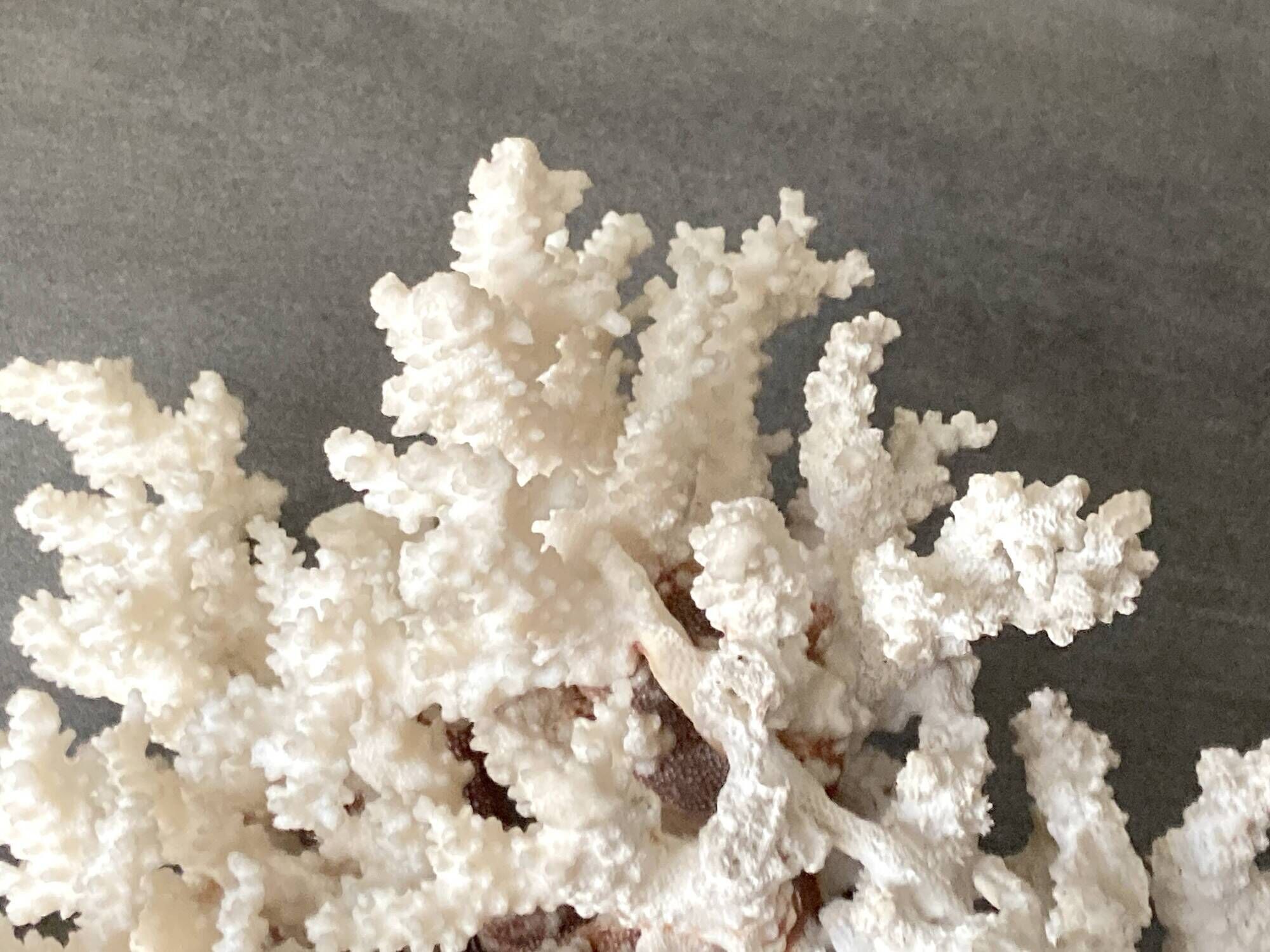 Corail blanc grand modèle 1960 sur bois sculpté