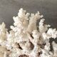 Corail blanc grand modèle 1960 sur bois sculpté