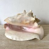 Large conch shell, giant conch