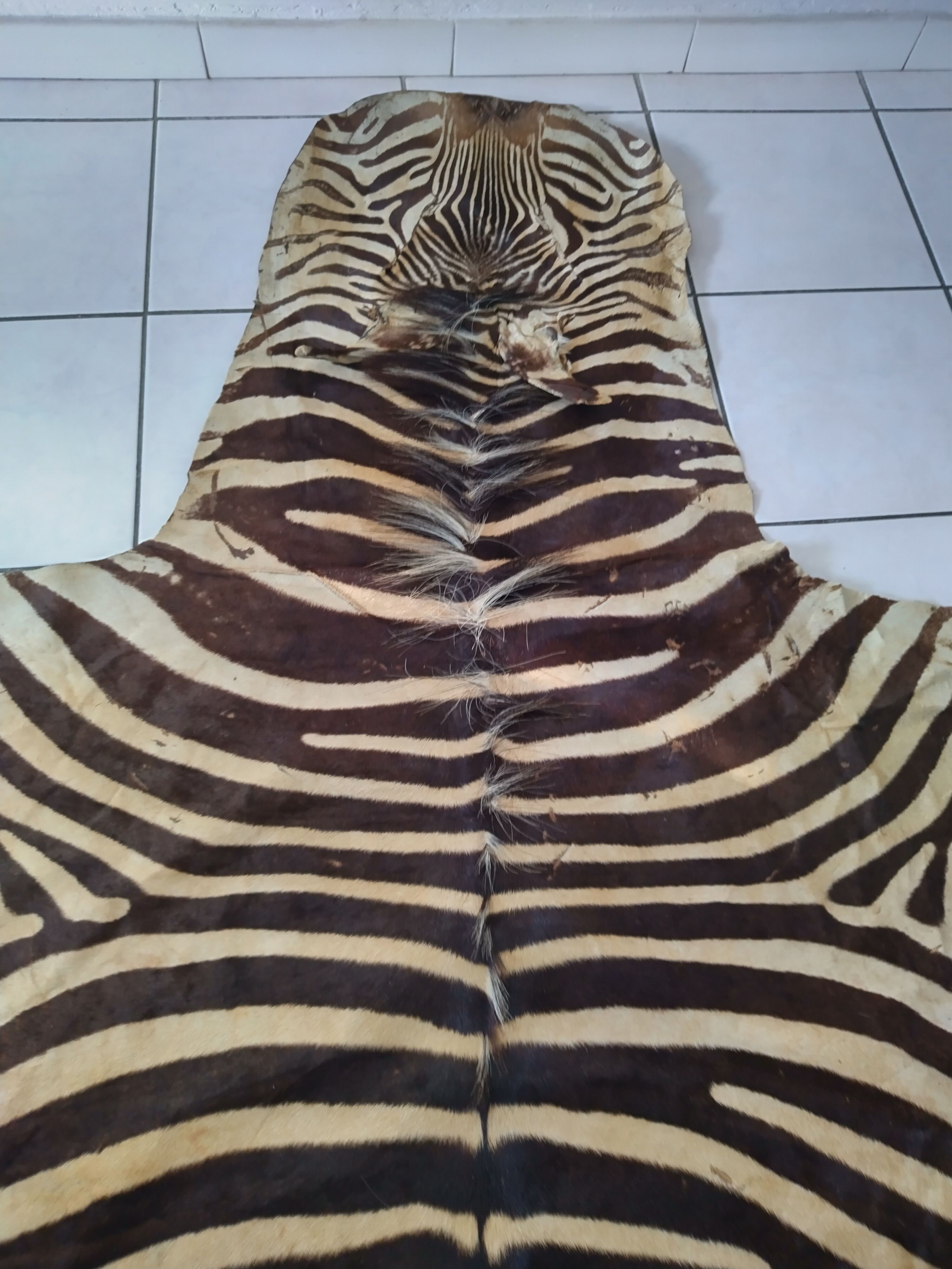Zebra skin