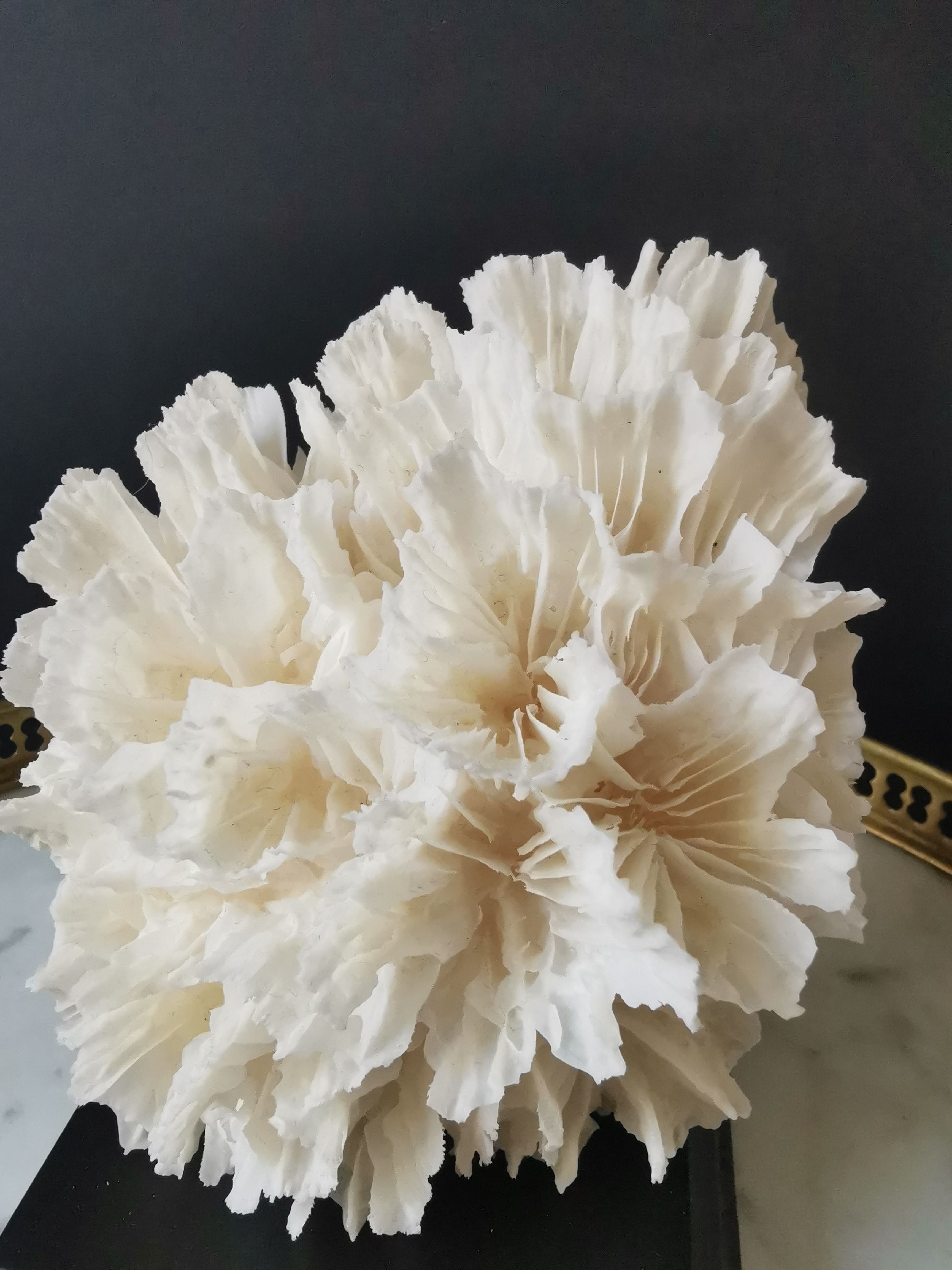 Old coral lace on black wood base. h. 12.5cm