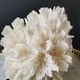 Old coral lace on black wood base. h. 12.5cm