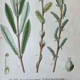 Three botanical plates XIXth century