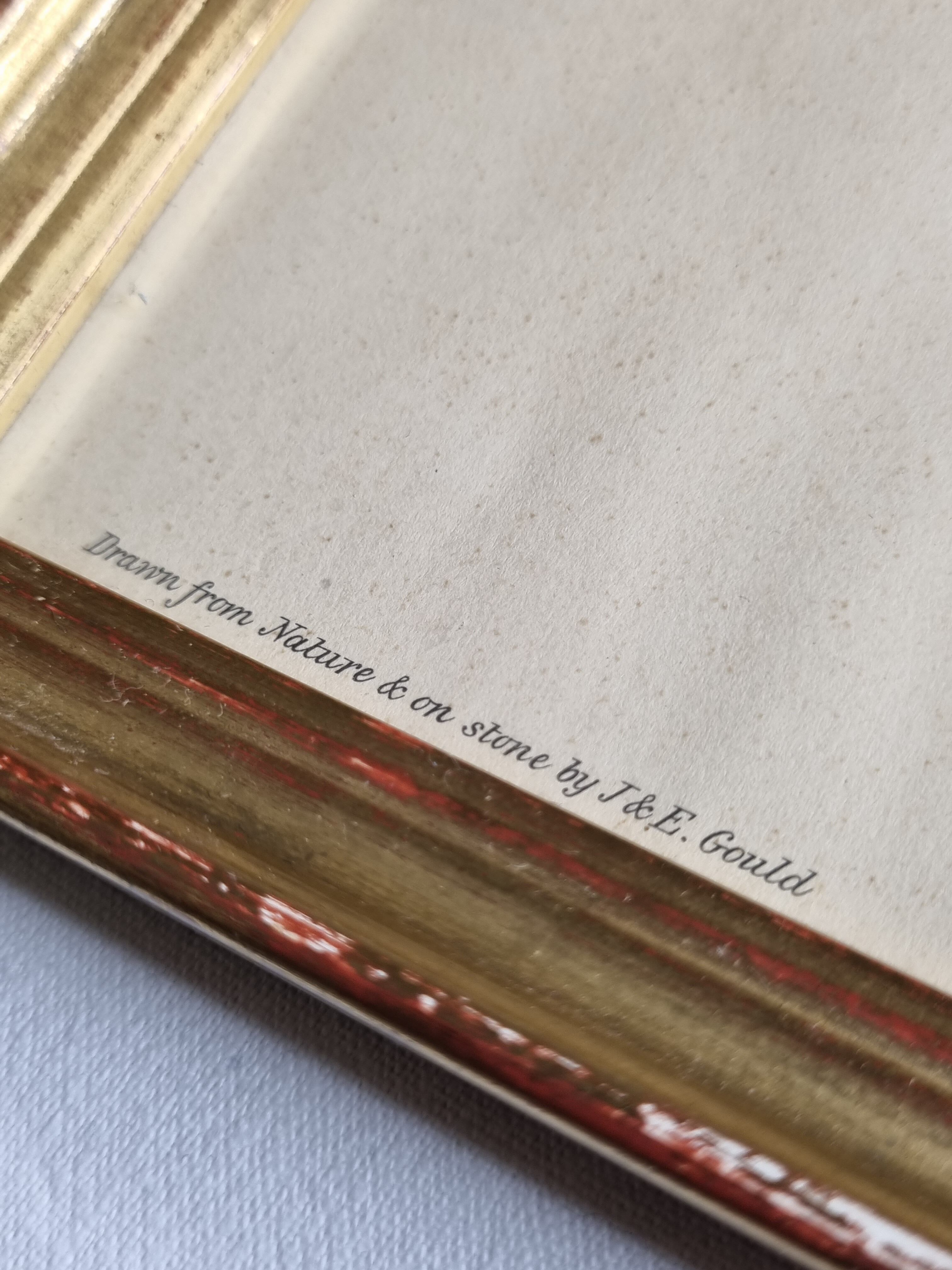 Two orthinological plates framed vintage, after J. & E. Gould (1955)