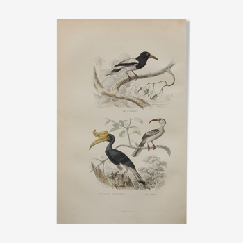 Lithographie gravure oiseaux exotiques vintage