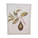 Botanical plate Avocado