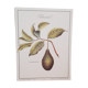 Planche botanique  Avocatier