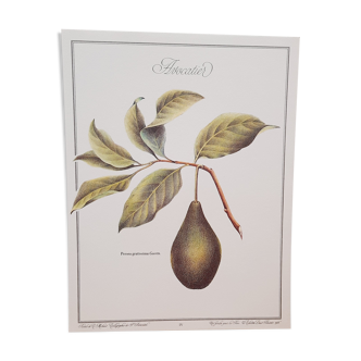 Planche botanique  Avocatier
