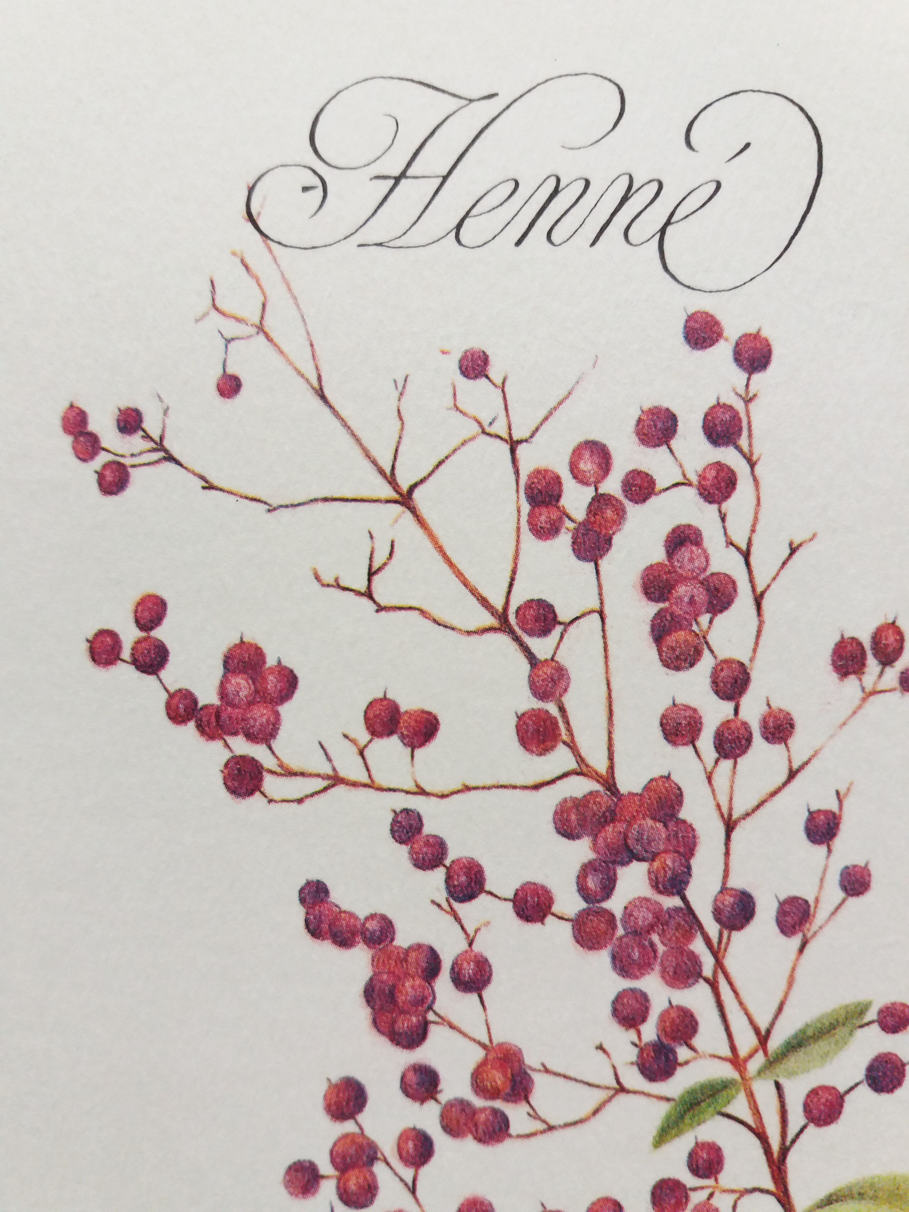 Henné botanical plank