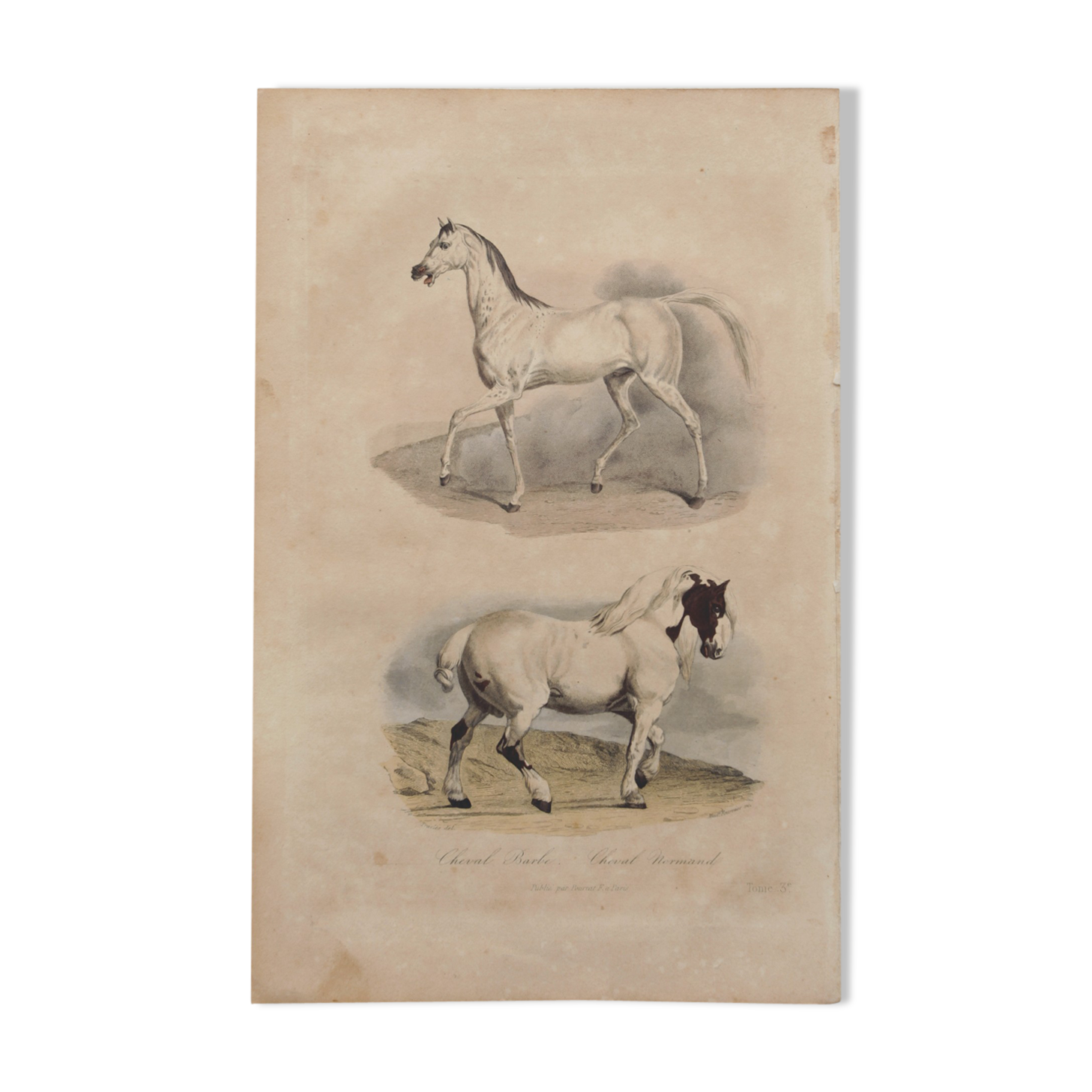 Lithography engraving vintage horse - 1850