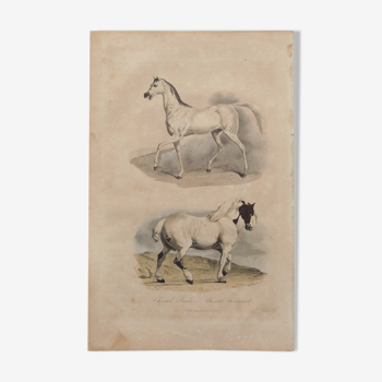 Lithographie gravure cheval vintage - 1850