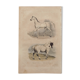 Lithography engraving vintage horse - 1850