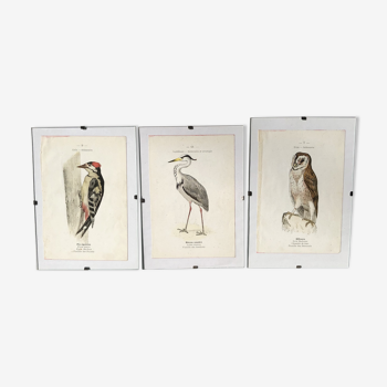 Trio de gravure ornithologique oiseaux coloré main G. Denise Barron de Hamonville ouvrages naturalistes