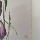 Old oil painting on paper – Bouquet of irises – Framed