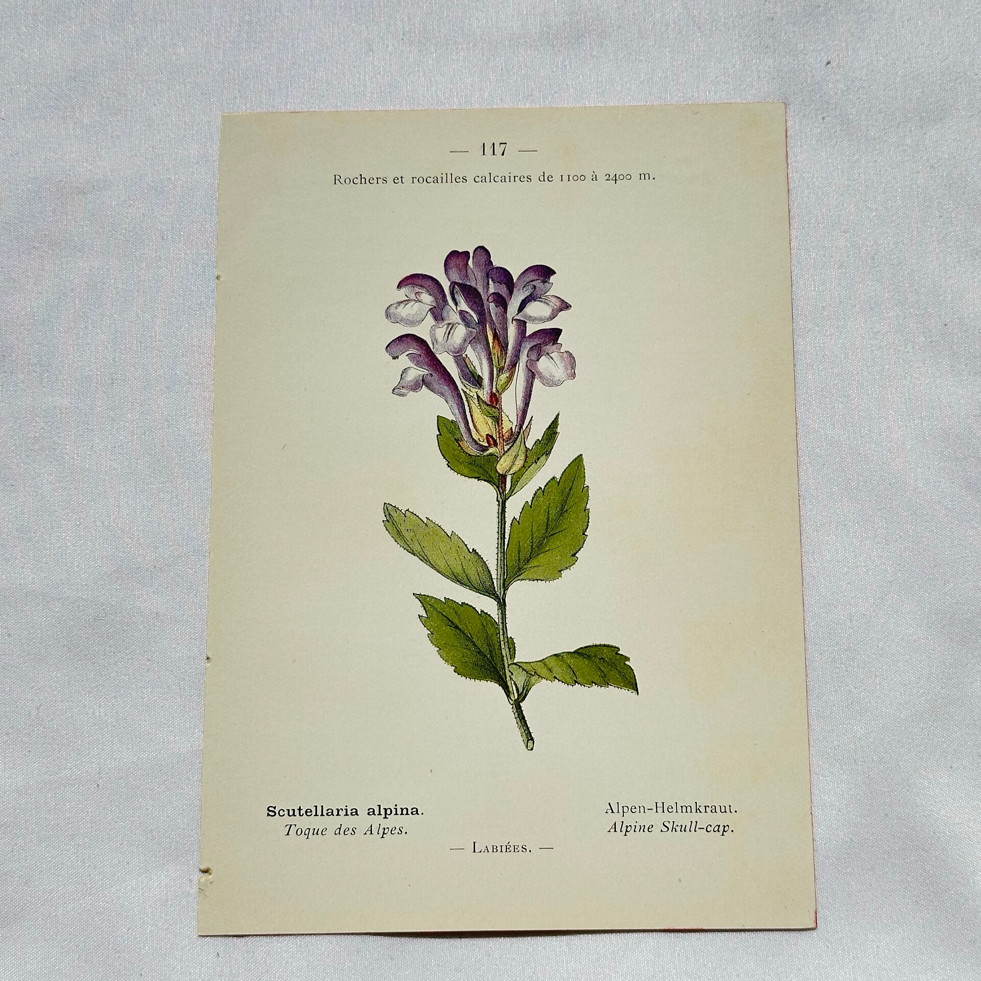 Old botanical engraving from the 19th century – Coloured plant illustration