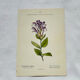 Old botanical engraving from the 19th century – Coloured plant illustration