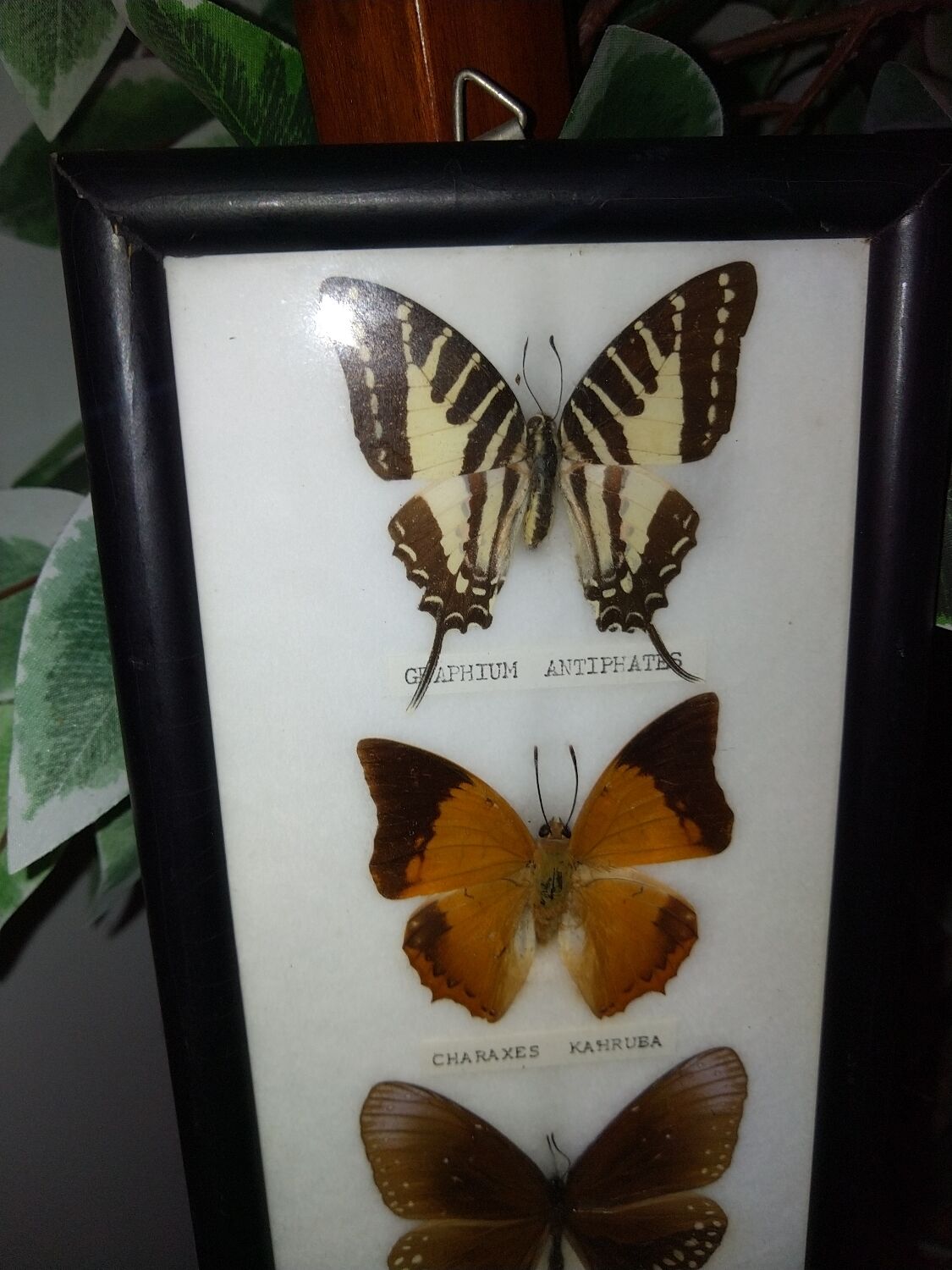 Multiple stuffed butterflies