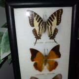 Multiple stuffed butterflies