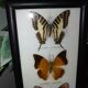 Multiple stuffed butterflies
