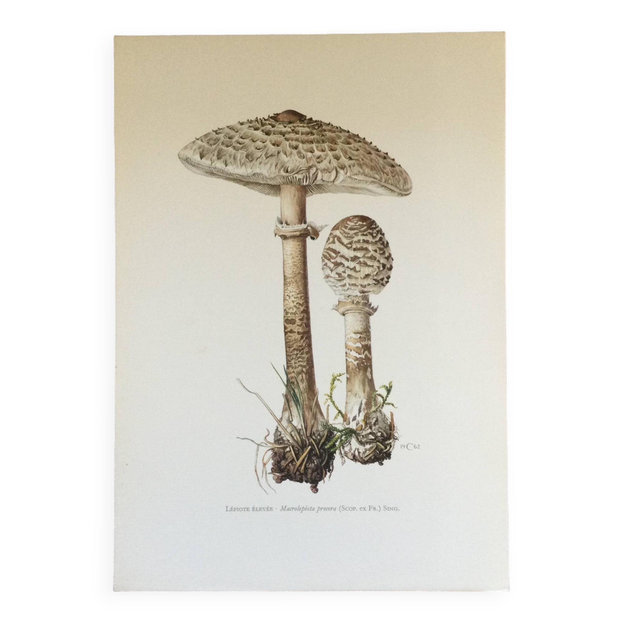 Botanical illustration "mushrooms", 1960s