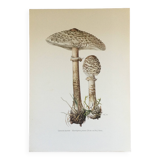 Botanical illustration "mushrooms", 1960s
