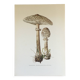 Illustration botanique "champignons", années 60