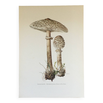Botanical illustration "mushrooms", 1960s