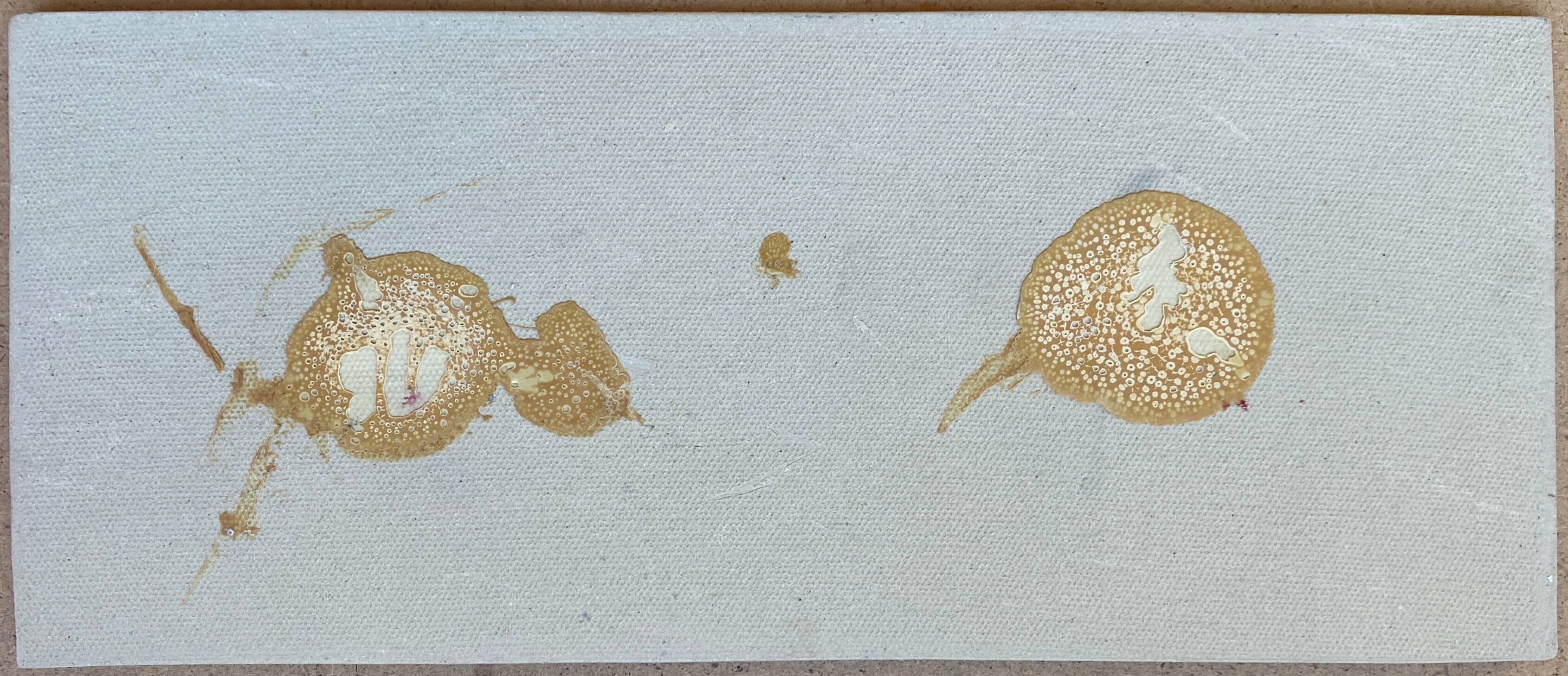 Bas relief painting / earth lepidopterology Butterflies A. Prudhomme Curiosity cabinet