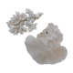 Coral corals