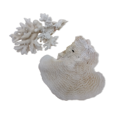 Corail coraux