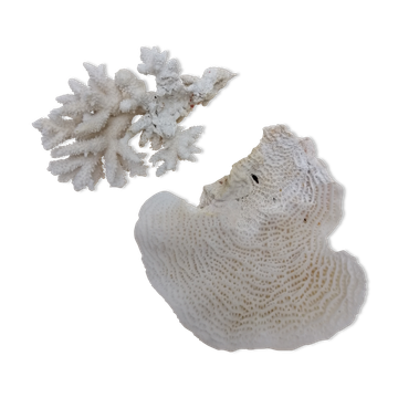 Coral corals
