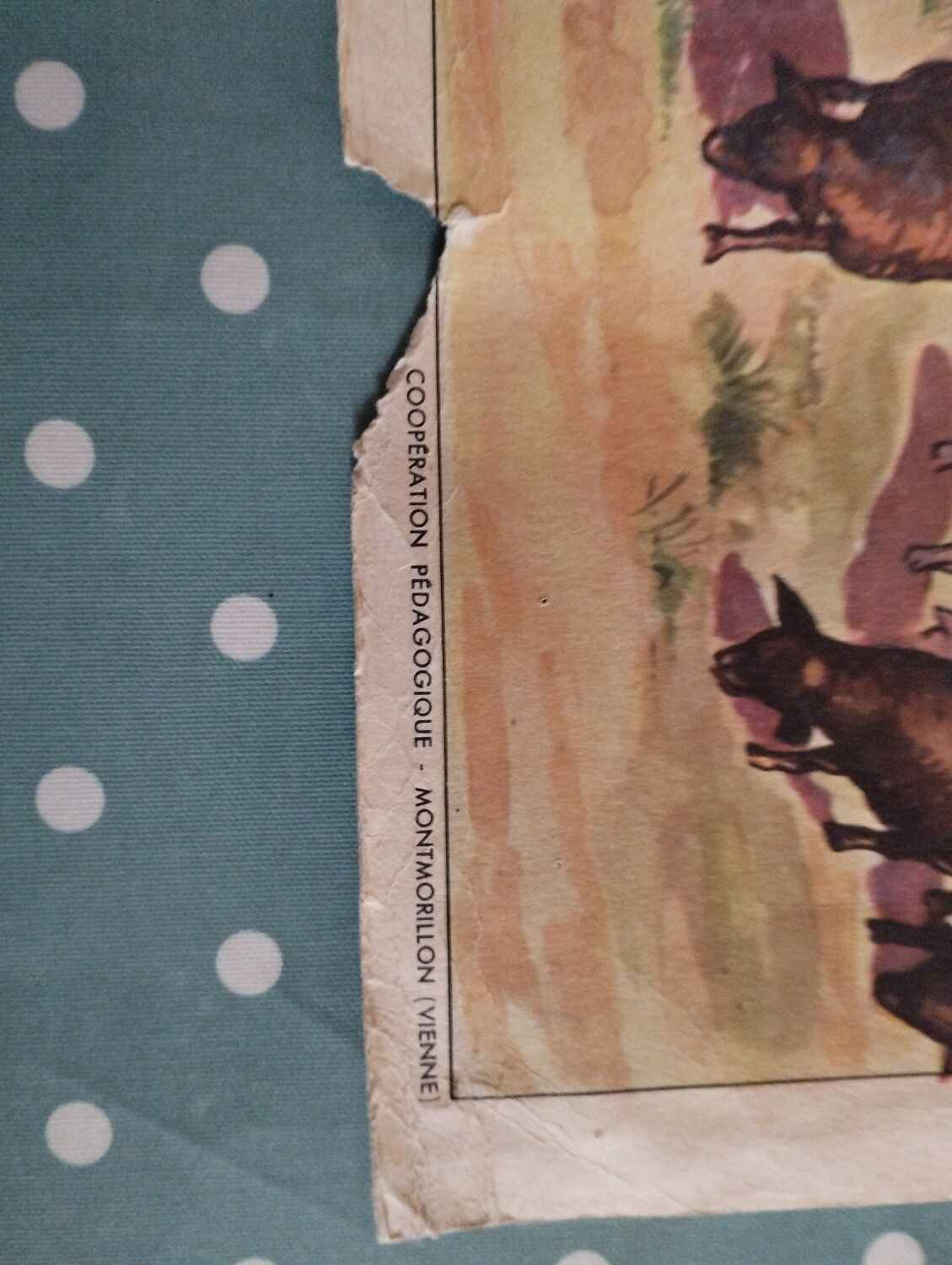 Vintage poster Rossignol edition