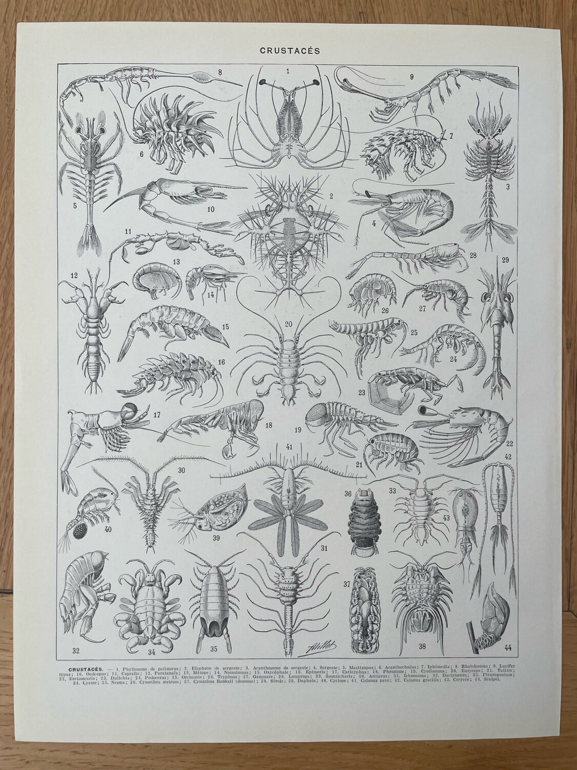 Set of 2 lithographs on the marine world