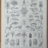 Set of 2 lithographs on the marine world