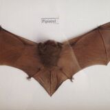 Naturalized bat