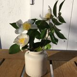 Beige sandstone mustard pot