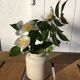 Beige sandstone mustard pot