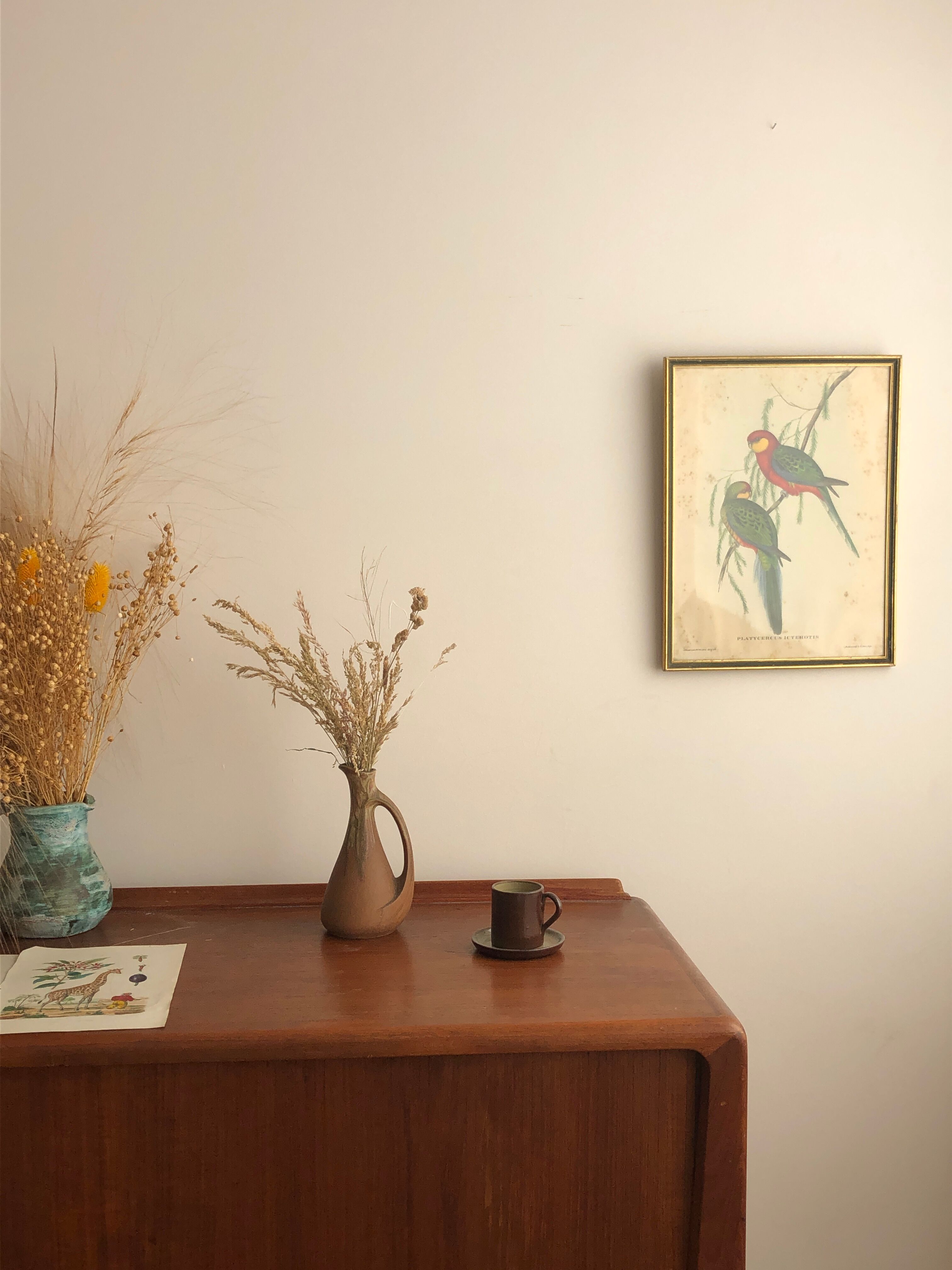 « Platycercus Icterotis » ornithological board  - J&L Gould