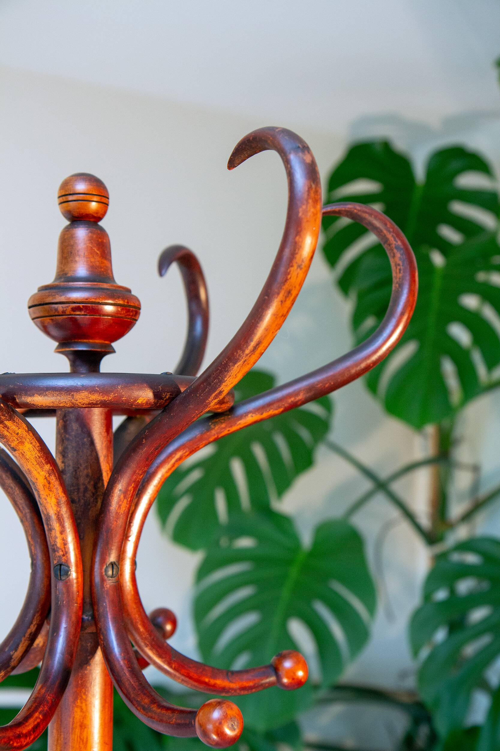 Bistro parrot early 20th century