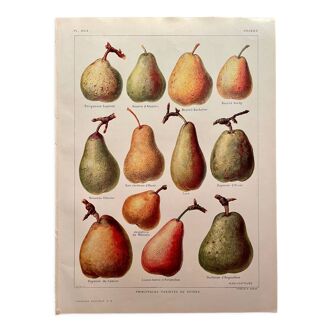 Lithograph on pears - 1920