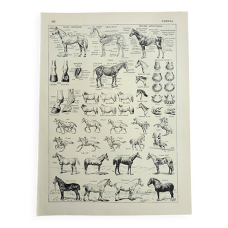 Gravure ancienne, Cheval, anatomie, races, monture, galop • Lithographie, Planche originale 1947