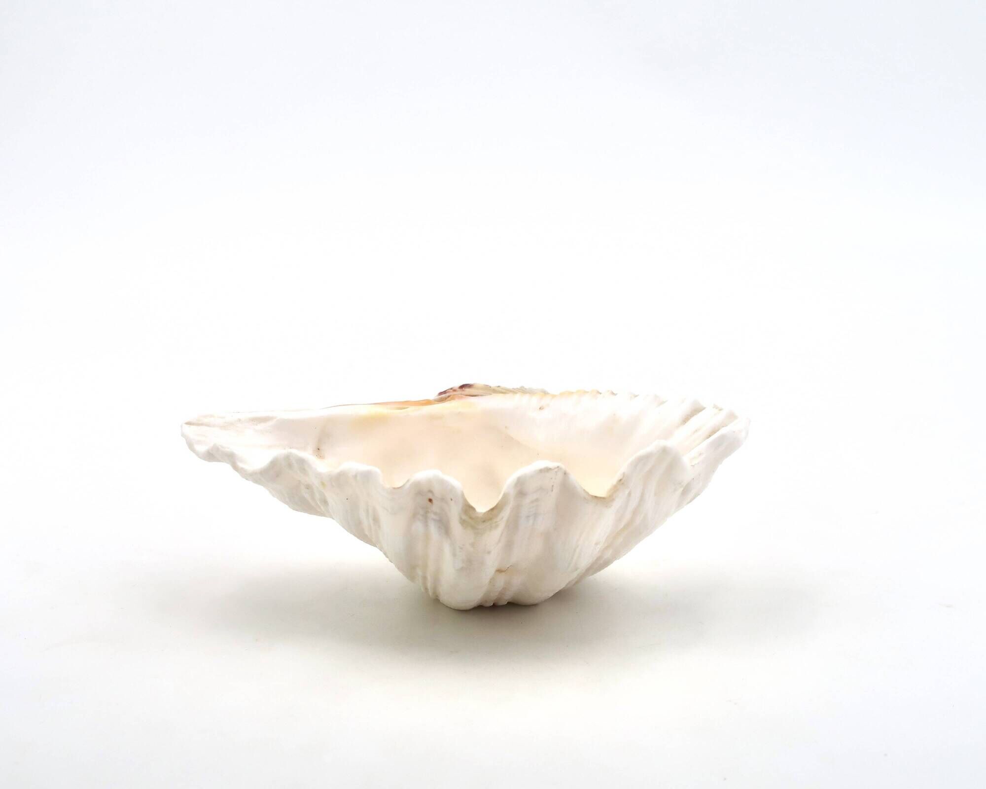 Natural white shell vide poche, vintage 1970s.