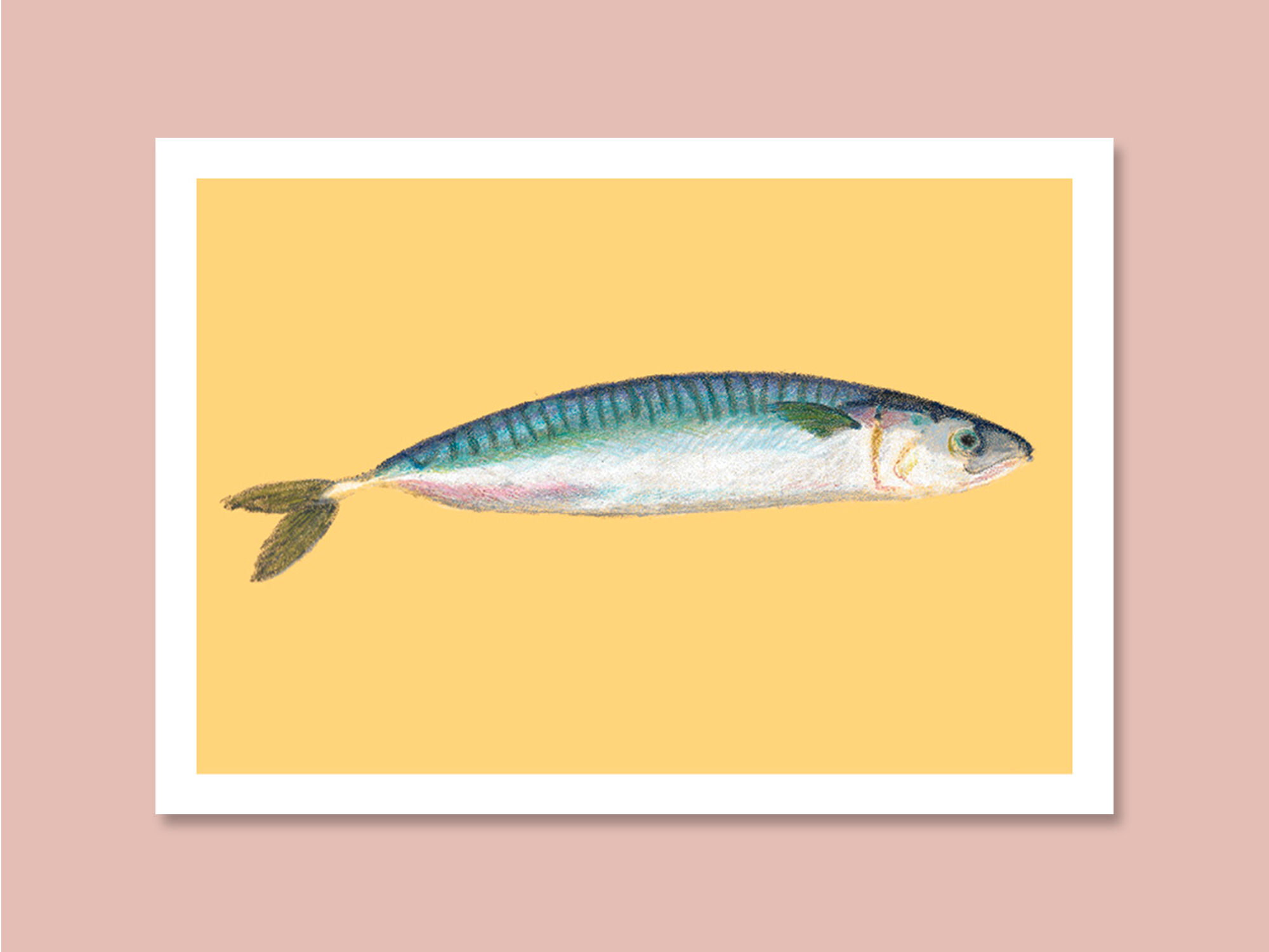 Pastel Mackerel - A4 - sea fish