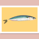 Pastel Mackerel - A4 - sea fish