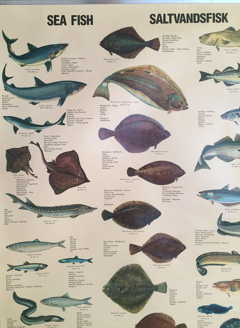 Vintage marine wildlife poster, 80s